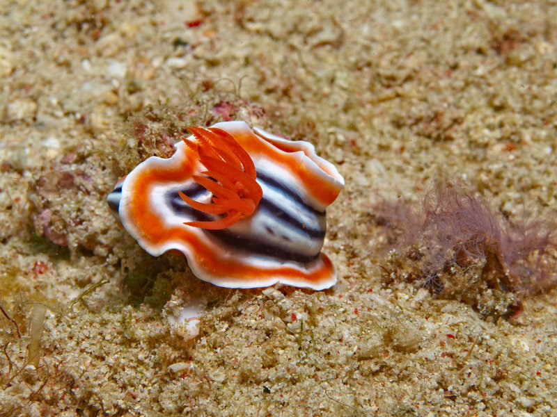 Nudibranch, Batangas Channel